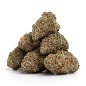 Budzilla - Hybrid
